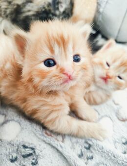 Selkirk Rex/ Sibirische Edelmixkätzchen! Hypollergen - Dürnau (Regierungsbezirk Stuttgart)