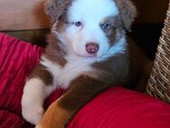 Zauberhafte Australian Shepherd Welpen suchen ihr neues Zuhause - nur noch eine Hündin - Ellerhoop