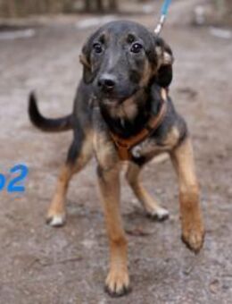 Enzo2- liebevoll und gesellig 04/24 - Ruppertsecken