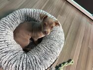 Chihuahua Welpe zu verkaufen - Berlin