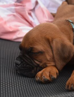 Boxerwelpen - liebenswerte Familienhunde suchen ein Zuhause - Karstädt (Brandenburg)