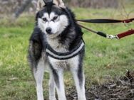Magnus SI - Vorsichtiger Husky sucht Hei - Neustadt (Rübenberge)