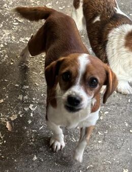 FLODI - LIEB UND ANHÄNGLICH - Nörten-Hardenberg