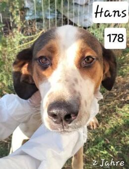 Hans - ein Gentleman - Willich