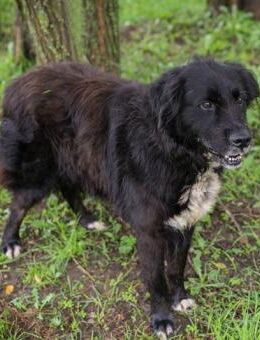 Lieber Senior Solon sucht Familie ❤️ - Laufen