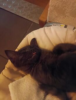 Siamkatze x Maine Coon Kitten suchen ein neues Zuhause ❤️ - Grabenstätt