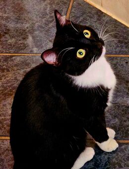 Katze - Uchte