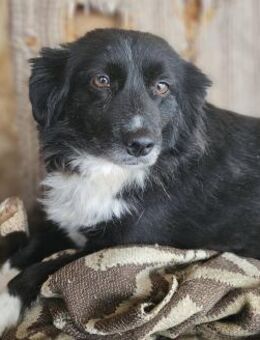 Polly - sanft, liebevoll, 40 cm - Weilheim (Oberbayern)