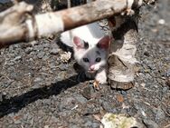 Junge Katzen, Kitten - Selbitz