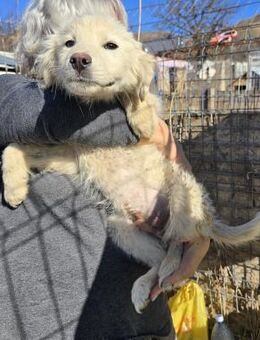 Knödel - freundlich und neugierig - Westerholt