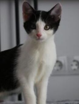 Missy sucht ihre neue Familie! - München