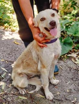 Cleo, junge Hündin sucht neue Familie - Unterföhring