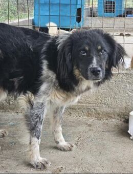 Dakota sucht seine Familie - Bissingen