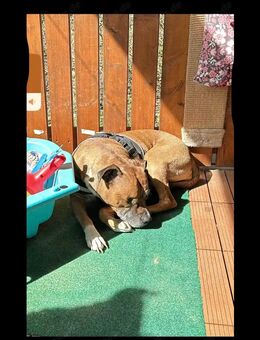 Bulldogge Dame sucht ein neues Zuhause - Stetten (Kalten Markt)