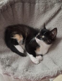 EKH Kätzchen/ Kitten - Wesseling