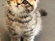 Süßen Britisch Langhaar Kitten Suchen dringend ein neues Zuhause. - Köln