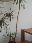 Yucca Palme gebraucht - ca. 220cm hoch - inkl. Topf in 80469
