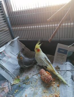 Junge handzahme super schöne Nymphensittich Hähne abzugeben - Waiblingen Zentrum