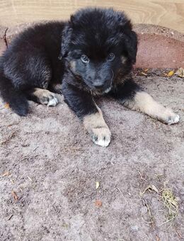 Schäferhund Neufundländer Welpen - Oldenburg
