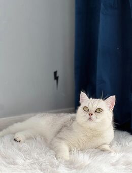 Britisch Kurzhaar Katze – ruhige Einzelgängerin sucht liebevolles Zuhause - Kreuzau