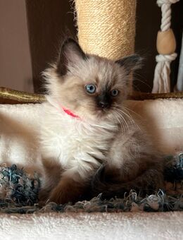 Ragdoll - Heilige Birma Edelmix Mädchen - Bayerbach (Ergoldsbach)
