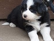 Australian Shepherd Welpen - Artern (Unstrut) Zentrum