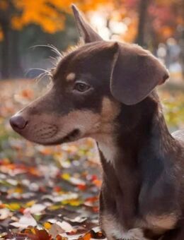 Kleiner Pino sucht sein Zuhause - Morsbach