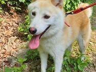Waffle sucht ein Zuhause oder PS - Ebstorf (Klosterflecken)