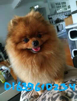 Pomeranian Zwergspitz Deckrüde KEIN VERKAUF - Schriesheim Zentrum