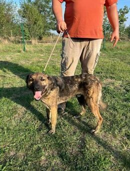 Sammy sucht sein Für-Immer-Zuhause - Nordwalde