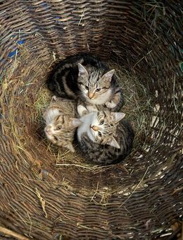 Baby Katzen Kitten Kater in liebevolle Hände abzugeben - Tanna