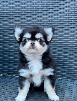 Wunderschöne Chihuahua Hündin❤️ - Kerken