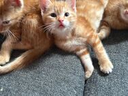Bkh/ maincoon mix - Leverkusen