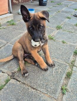 Schäferhundmix Welpen - Pyrbaum