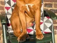 Bordeaux dogge rüde - Nettetal