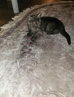 Bkh Mix Kätzchen - Sassenberg