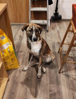Jarvis ein schmuse Hund - Gifhorn Zentrum