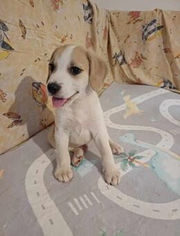 🐶 Buddy fröhlicher Beagle-Mix-Bub - Kassel