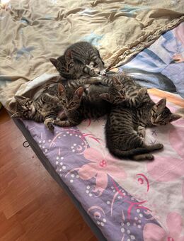 Katzen Babys - Dortmund Kemminghausen