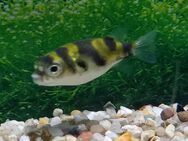 Kugelfisch Asellus - Hohenroth