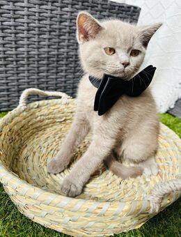 Bkh kitten, bkh Kätzchen, katze - Trossingen Zentrum