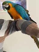 Bella Blau gelb Ara in 42107