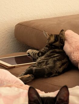 Wunderschöner 6 Monate alter Kater abzugeben 😊 - Bothel