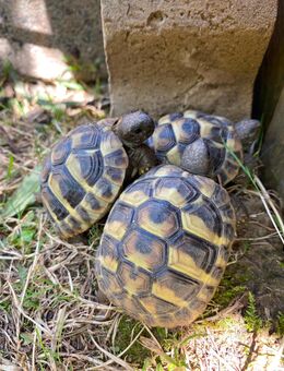 5 NZ griechische Landschildkröten aus 2024 - Hösbach