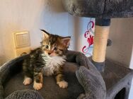 Maine Coon Kitten suchen - Lommatzsch