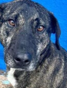 CHANEL - offen, sanft und freundlich! - Sulzbach-Laufen