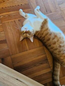 Süßer Entdecker Honey - Margetshöchheim