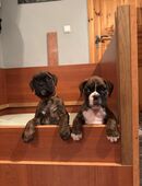 Deutsche Boxerwelpen in 04668