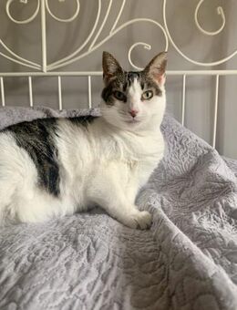 Kuschelige Seniorin Roxy - Ellerbek