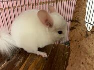 Chinchilla Weibchen Jungtier - Bad Wimpfen